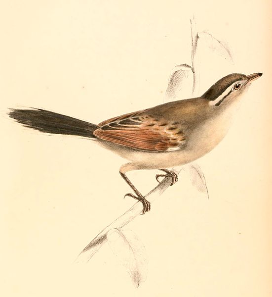 File:Tchagra australis 1838.jpg