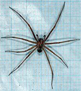 Tegenaria atrica-ot.jpg