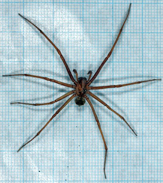 File:Tegenaria atrica-ot.jpg