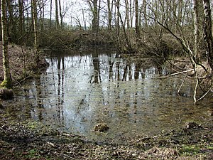 Former fish pond in the moor