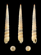 Terebra laevigata (Smooth Auger), Shell