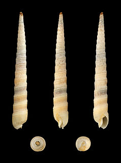 <i>Terebra laevigata</i> Species of gastropod