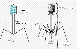 Tevenphage.ar.JPG