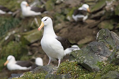 A black-browed albatross at its colony in the Kerguelen Islands. Thalassarche melanophris - In the colony.jpg
