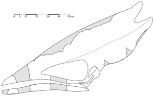 Diagrama del crani holotip de T. sethi (les línies ombrejades representen les parts que falten), basat en la seva interpretació inicial