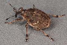 Thamiocolus viduatus, Corwen, North Wales, Sept 2009 (18126964410).jpg