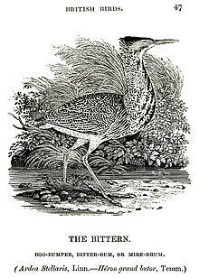 Wood engraving "The Bittern, Bog-Bumper, Bitter-Bum or Mire-Drum" from A History of British Birds, Volume 2, "Water Birds", by Thomas Bewick, 1804 The Bittern Thomas Bewick 1804.jpg