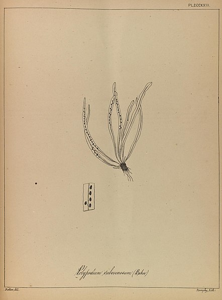 File:The ferns of British India (PLATE CCCXXIII) (8530459183).jpg