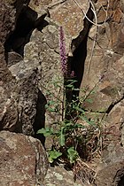 Thelypodium laciniatum