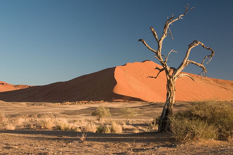 File:Thorn Tree Sossusvlei Namib Desert Namibia Luca Galuzzi 2004a.JPG