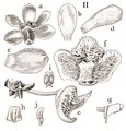 Thrixspermum incurvicalcar tab 113 fig. II in: Johannes Jacobus Smith: Icones Orchidacearum Malayensium II (1938) (Detail)