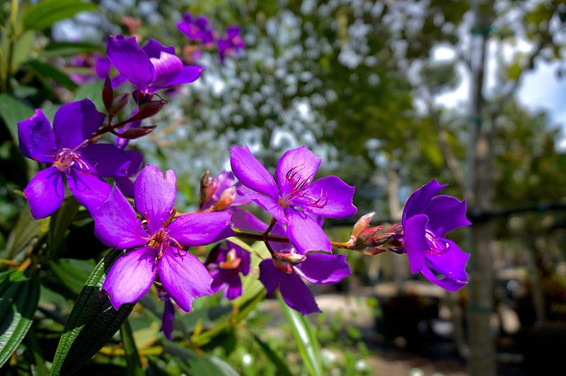 File:Tibouchina Granulosa (Purple Glory Tree) (28789172072).jpg