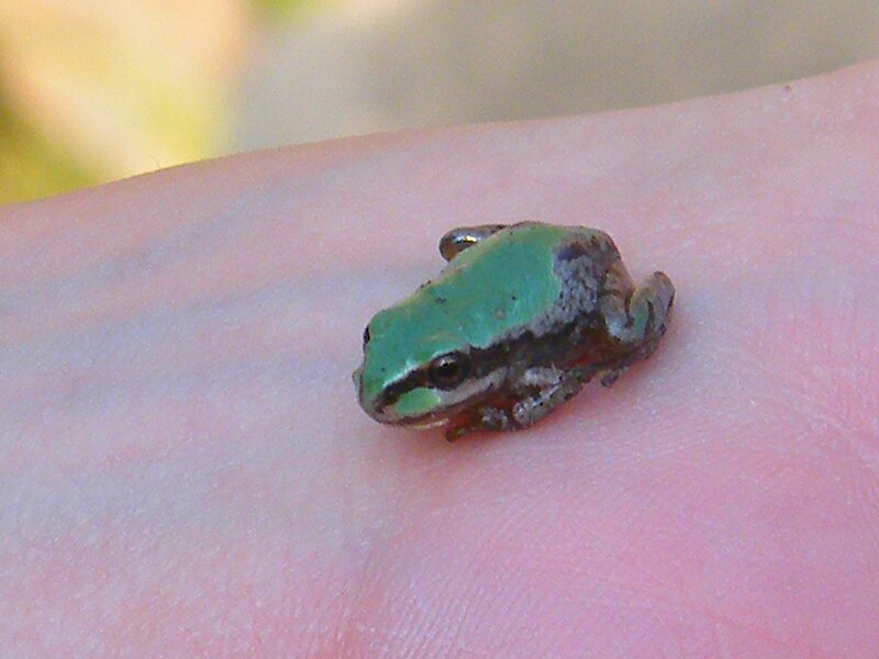 File:Tiny Tree Frogs (5039197949).jpg