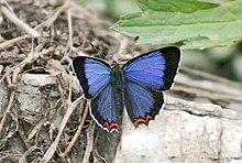 Tit Butterfly I2 IMG 3272.jpg