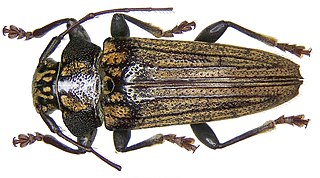 <i>Tmesisternus venatus</i> species of insect