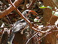 Rotschnabeltoko Red-billed Hornbill