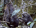 Moor macaque