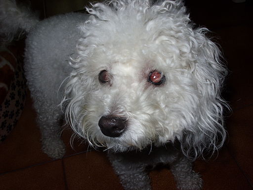 Toy poodle