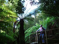 Tree fern bridge, Huon Bush Retreats