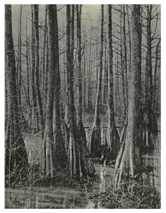 Plate 53: Cypress Swamp in North Carolina