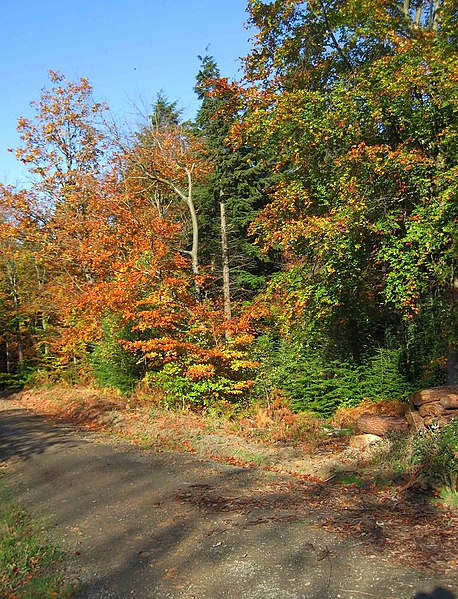 File:Trees in Wyre Forest in autumnal colours - geograph.org.uk - 2683080.jpg