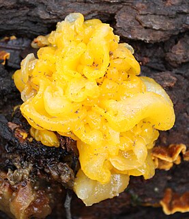 <i>Naematelia aurantia</i> Species of yellow, parasitic fungus