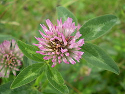 Baltasis dobilas (Trifolium repens)