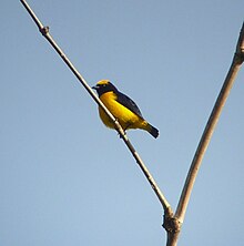 Kleiner Vogel mit leuchtend gelbem Bauch und Krone und dunkelblau-schwarzem Rücken und Hals auf einem diagonalen toten Stock