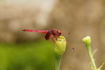 Crimson marsh glider Trithemis aurora male