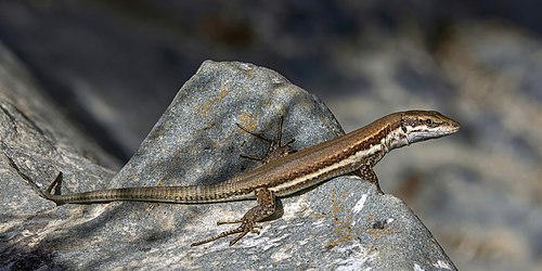 Troodos lizard (Phoenicolacerta troodica) in Cyprus