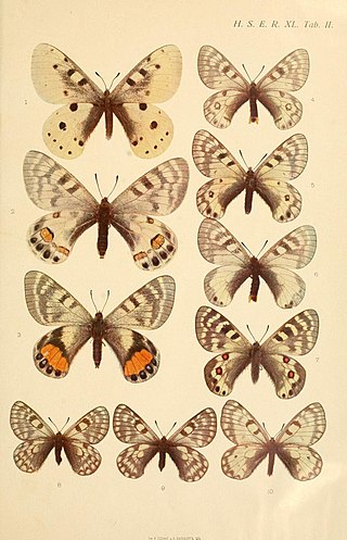 <i>Parnassius jacobsoni</i> Species of butterfly