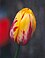 Tulip-blossom.jpg