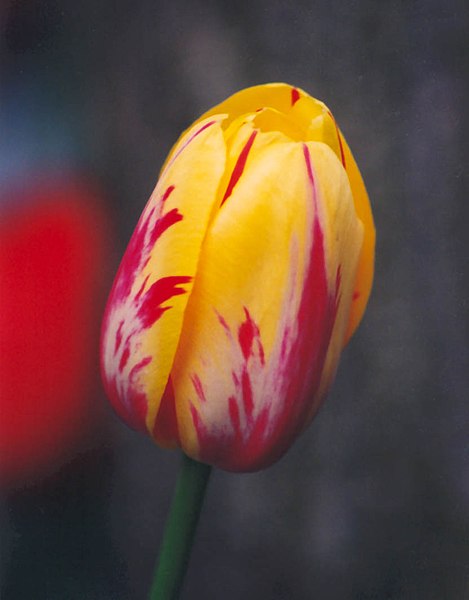 File:Tulip-blossom.jpg