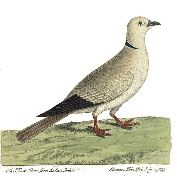 File:Turtle dove Albin.jpg