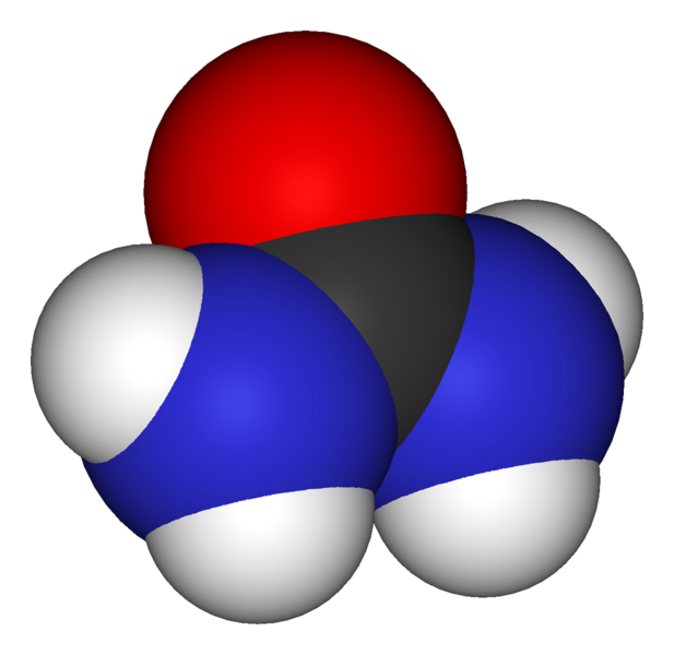 ファイル:Urea-3D-vdW.png