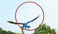 Macaw in flying demonstration