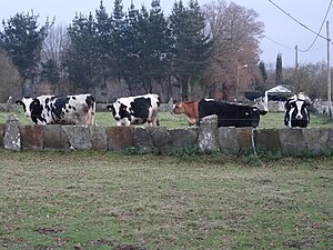 Vacas Damil, Begonte.jpg