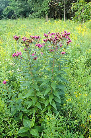 <i>Vernonia fasciculata</i> Species of plant