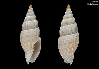 <i>Vexillum marotiriense</i> Species of sea snail