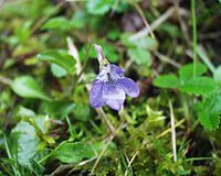 Viola bubanii