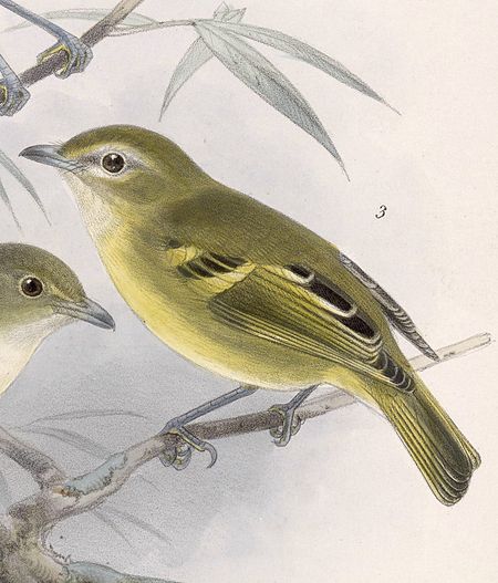 Vireo carmioli 1902.jpg