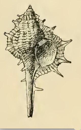 <i>Vokesimurex tryoni</i> Species of gastropod