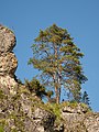 * Nomination Pine on the rocks at Wallersberg --Ermell 07:29, 30 August 2021 (UTC) * Promotion  Support Good quality. --Knopik-som 07:49, 30 August 2021 (UTC)  Support Good quality. --Basile Morin 07:51, 30 August 2021 (UTC)