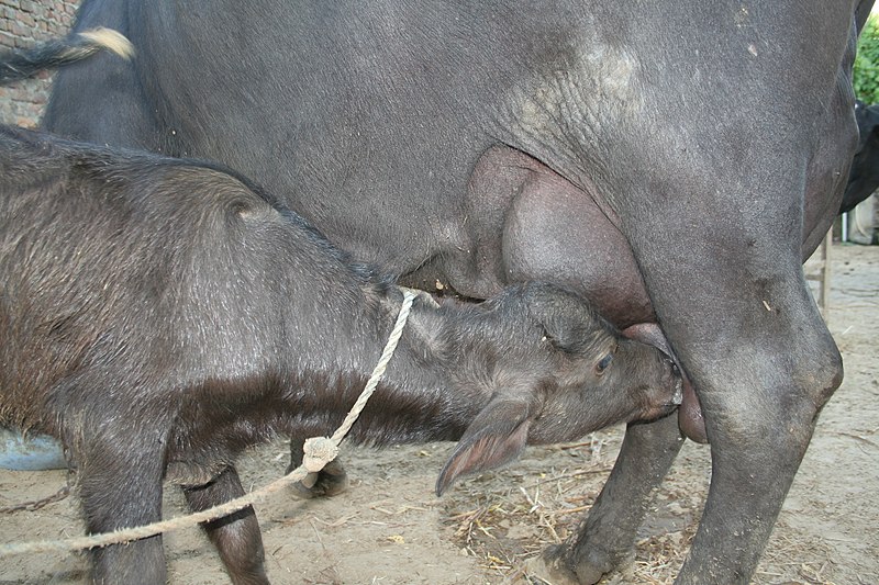 File:Water buffalo calf suckling, near Mehsana, Gujarat, India.jpg