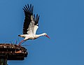 * Nomination White Stork, departure from stork's nest. --Fischer.H 17:37, 19 June 2018 (UTC) * Promotion Nice.--Agnes Monkelbaan 18:16, 19 June 2018 (UTC)