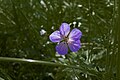 * Nomination Geranium pratense in the "Grabenmühlbach" ("trench mill stream") protected landscape element near Untertheres --Plozessor 03:38, 27 May 2024 (UTC) * Promotion  Support Good quality. --XRay 05:06, 27 May 2024 (UTC)