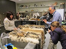 Various illegal pelts, likely from wildlife trafficking or poaching are shown to Washington Post reporters and photographers at a Wildlife Evidence Lab for the United States Fish and Game Services. Wildlife inspector and Washington Post photographers (14965985743).jpg