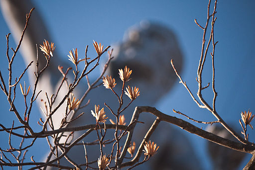 Winter Tree (5333924454)