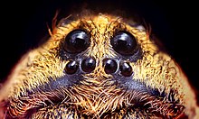 Forme et disposition caractéristiques des yeux des Lycosidae.