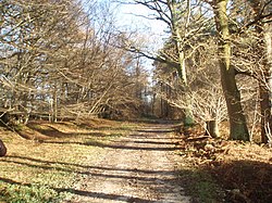 Woodland - Plashetts - geograph.org.uk - 1613503.jpg